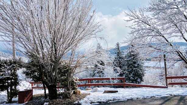 Un paisaje nevado con árboles y un puente rojo.