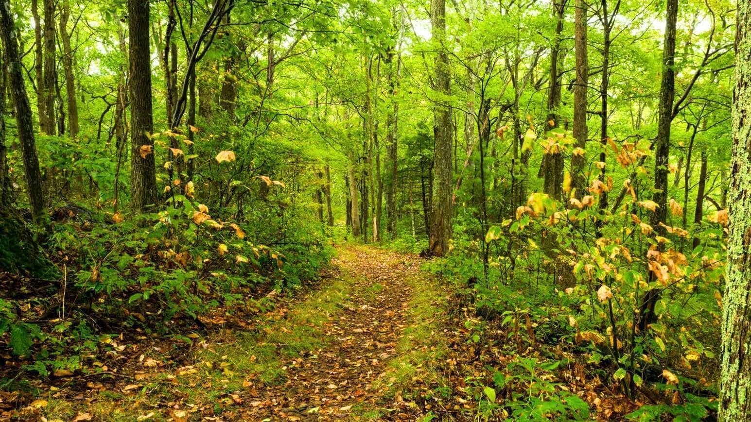 Un sendero en el bosque rodeado de abundante follaje verde.