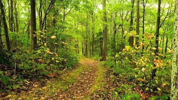 Un sendero en el bosque rodeado de abundante follaje verde.