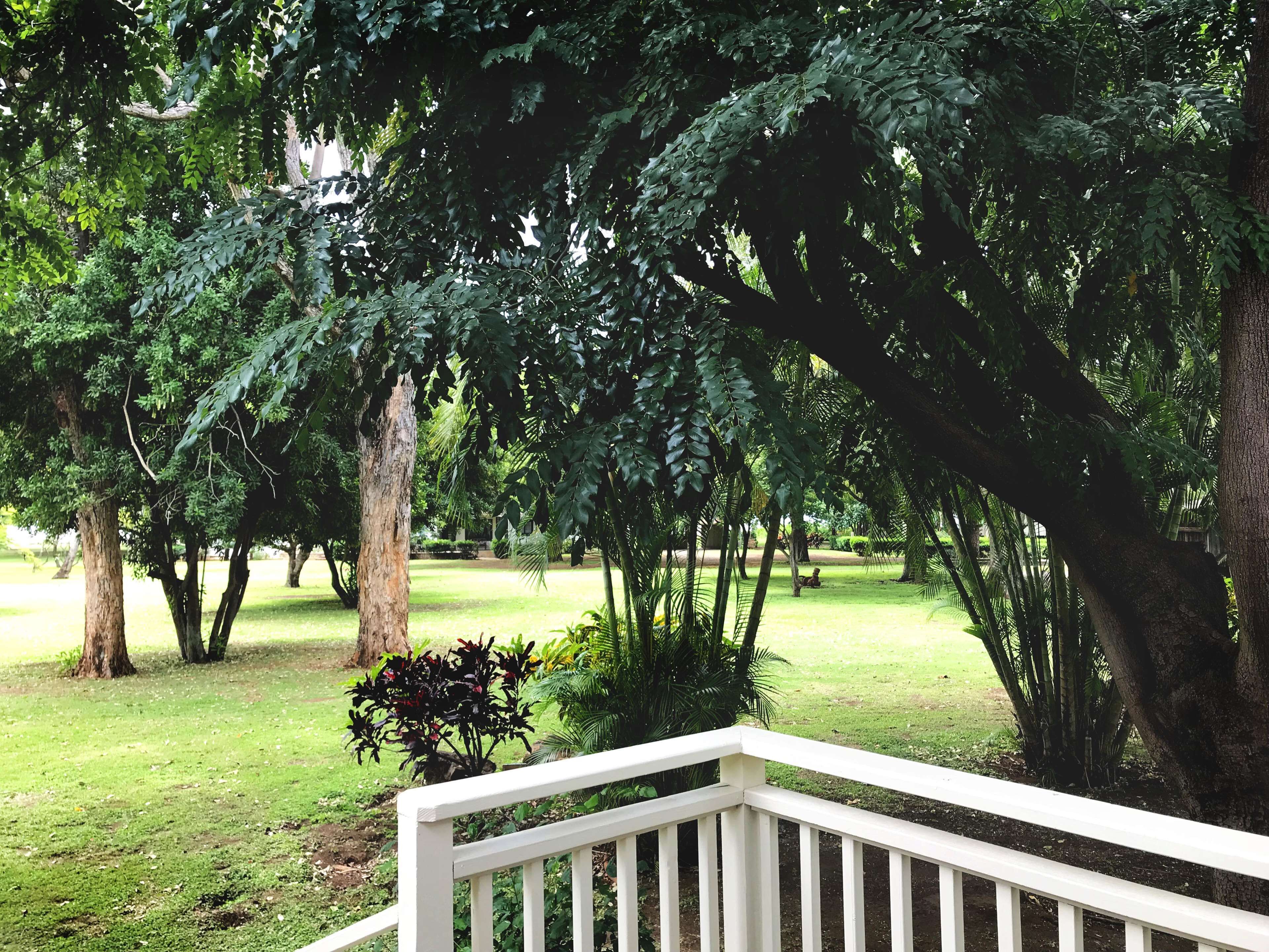 A lush garden with mature trees and a white wooden deck.