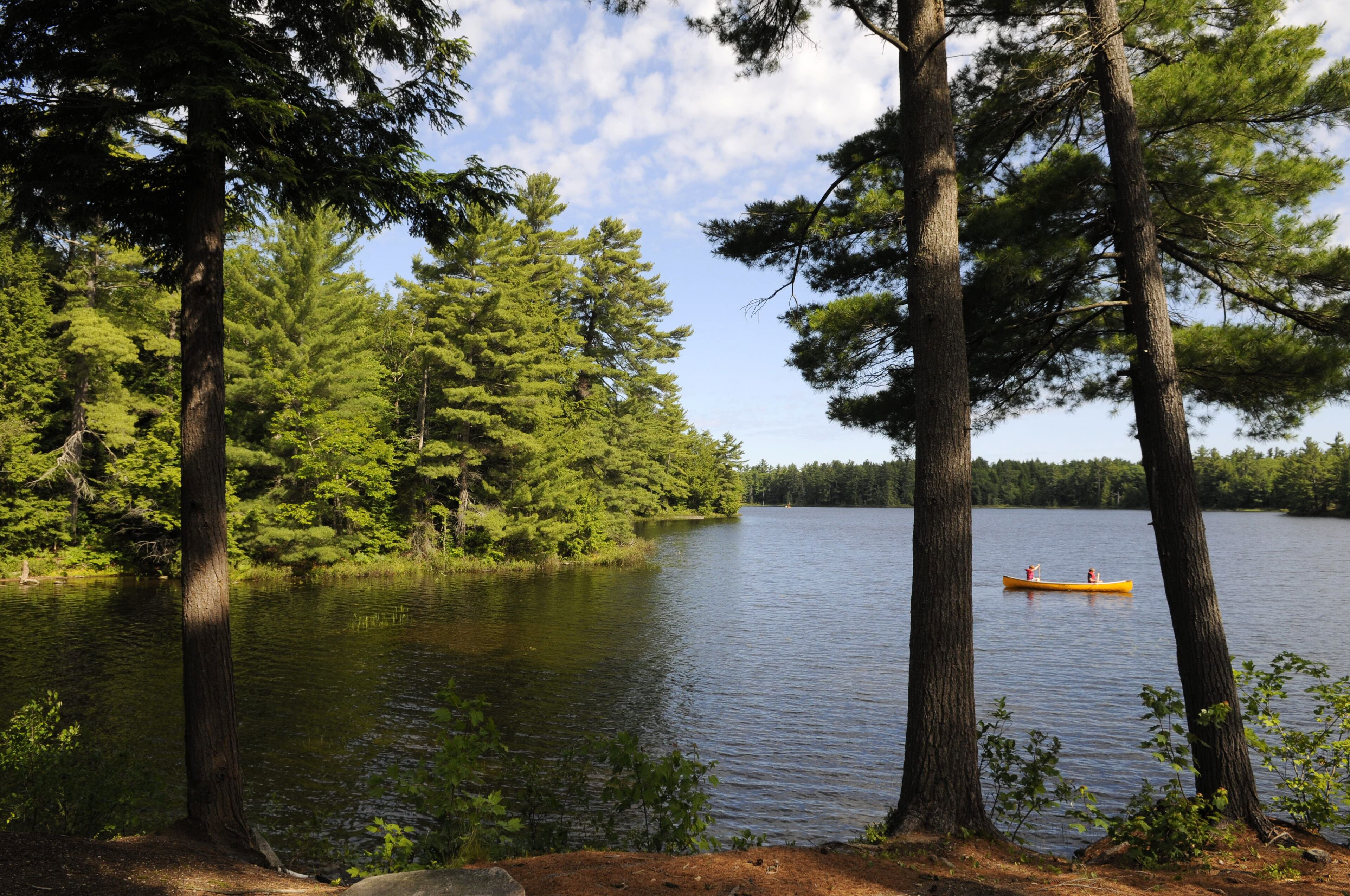 Un lac paisible, entouré d’une forêt dense où s’élèvent de grands arbres, et un canoë visible au loin.