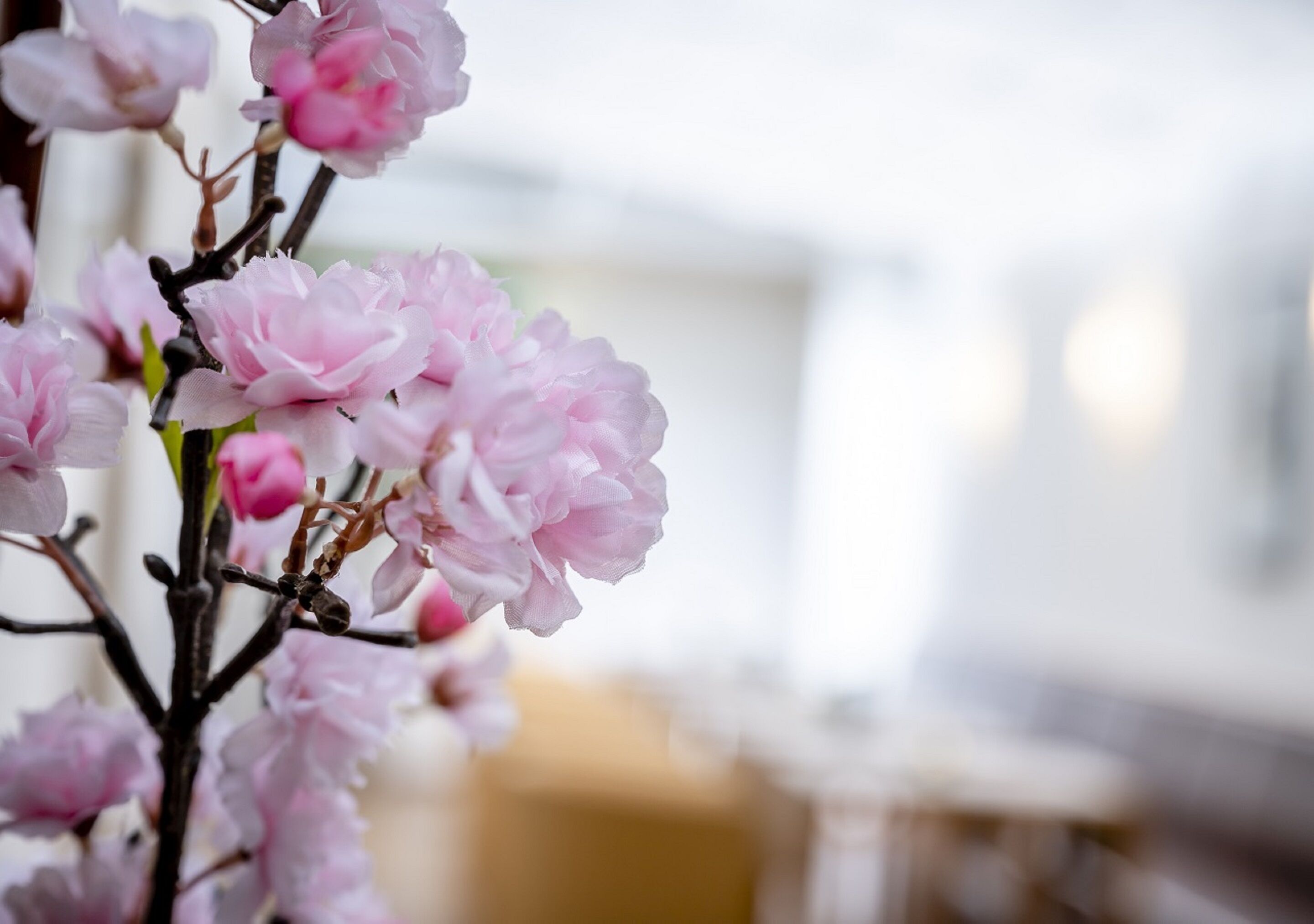 A close-up of pink flowers in a room with a blurred background.