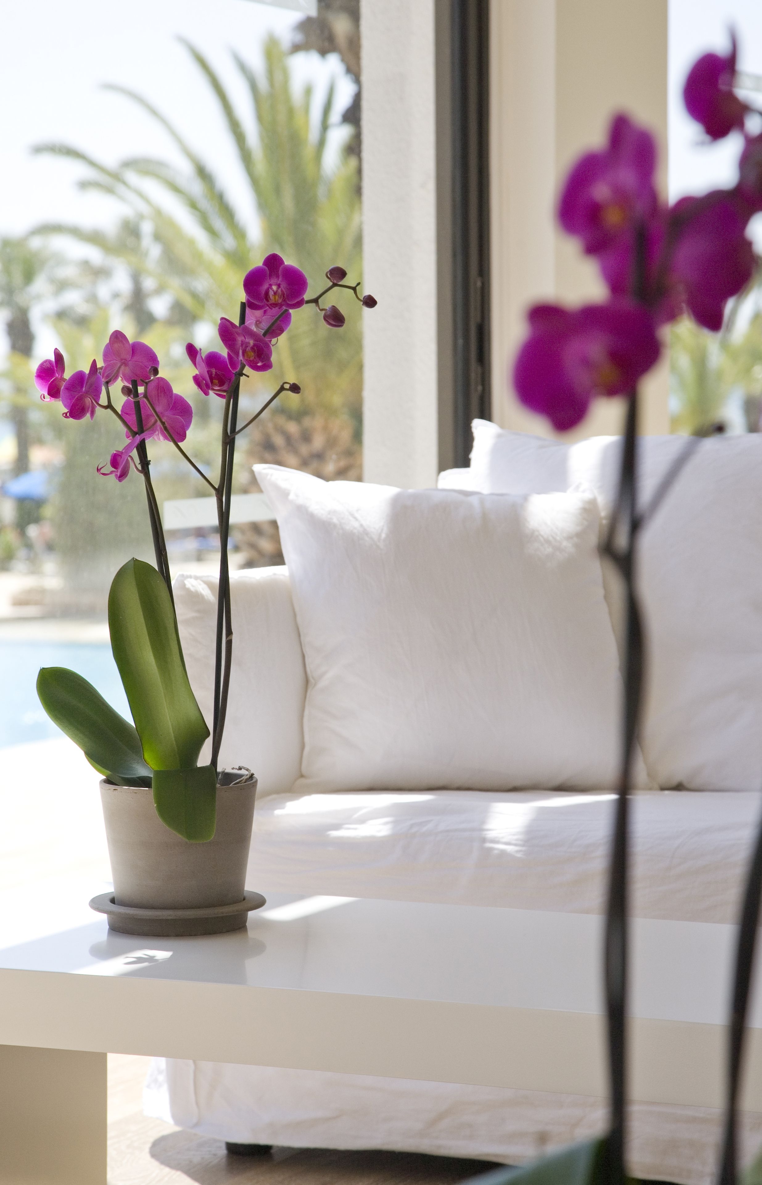 A white sofa with a potted orchid plant in front of a window.