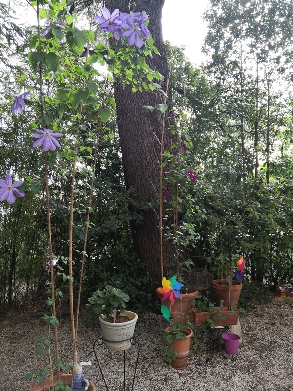 Stroll through the serene garden, surrounded by a variety of potted plants and lush greenery.