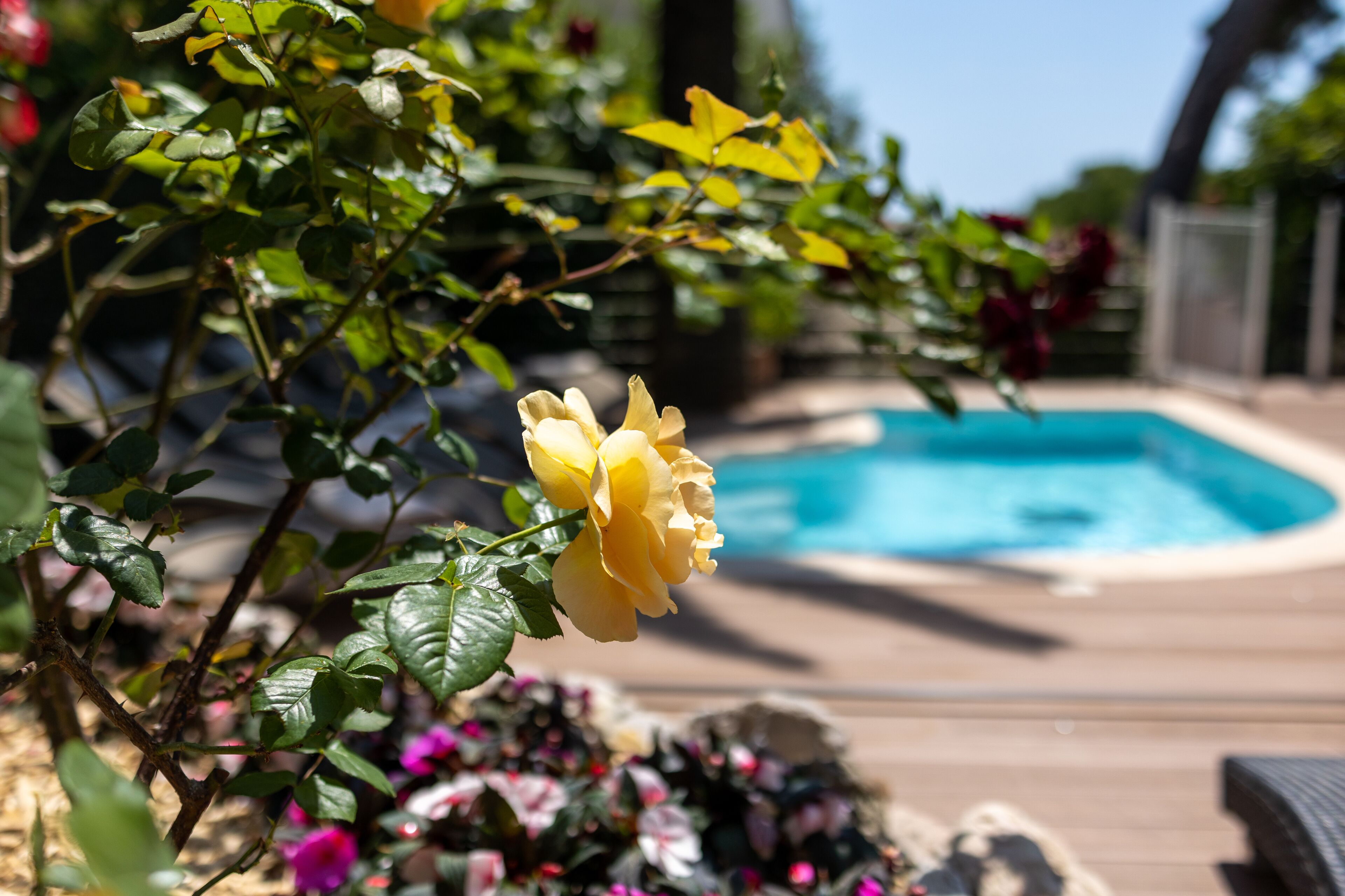 A pool area with a wooden deck and a yellow rose in the foreground.