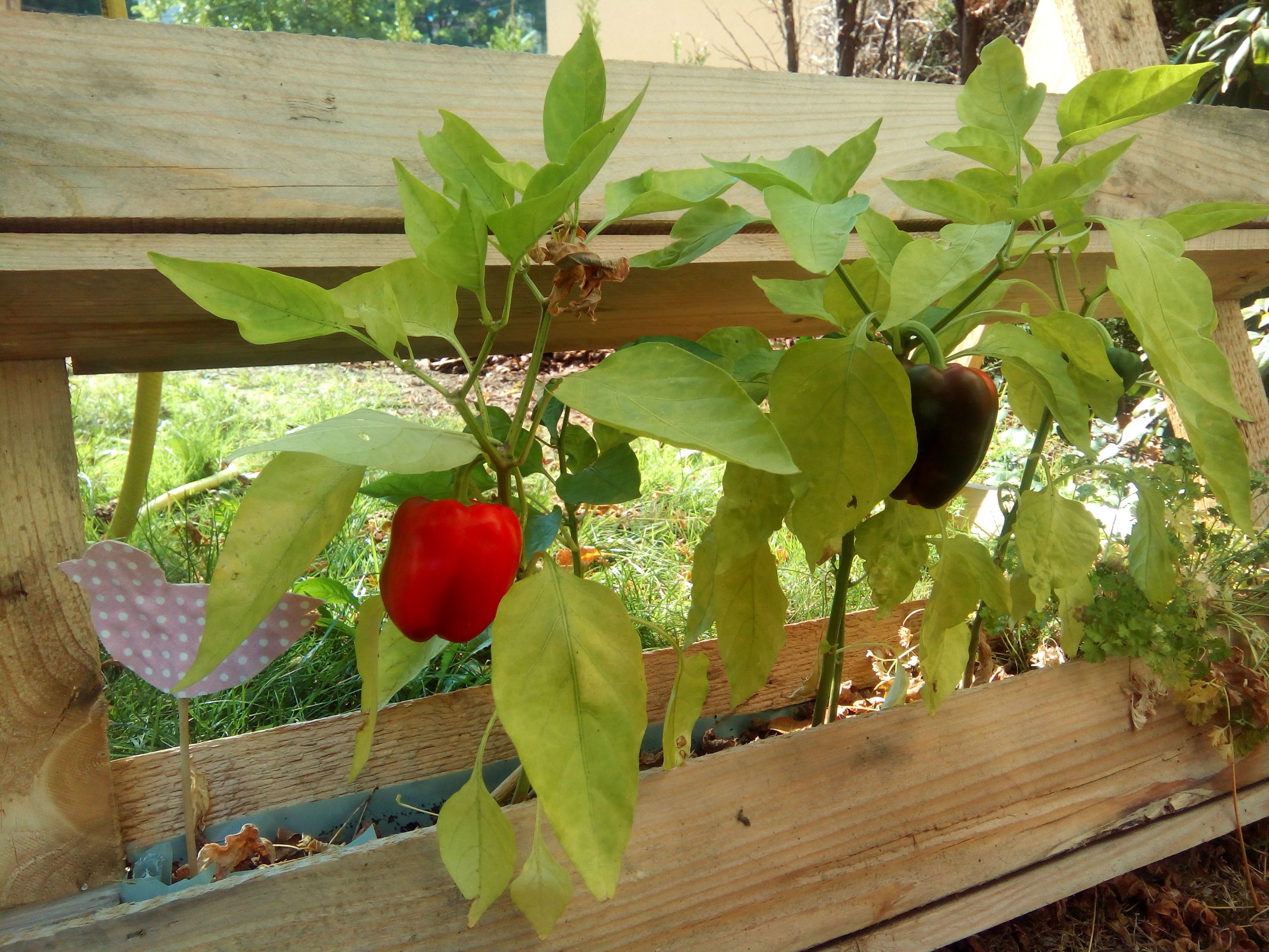 A wooden structure with plants growing on it.