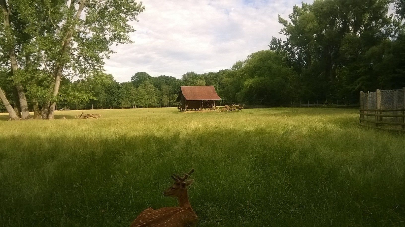 A grassy field with a small building in the distance and a deer in the foreground.