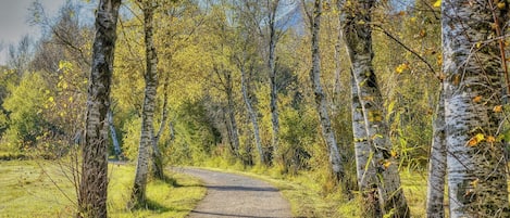Un sendero de tierra serpentea por un bosque de abedules.