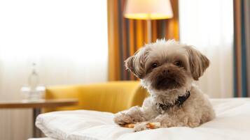 A small dog sitting on a bed in a hotel room with a lamp and a bottle on a nightstand.