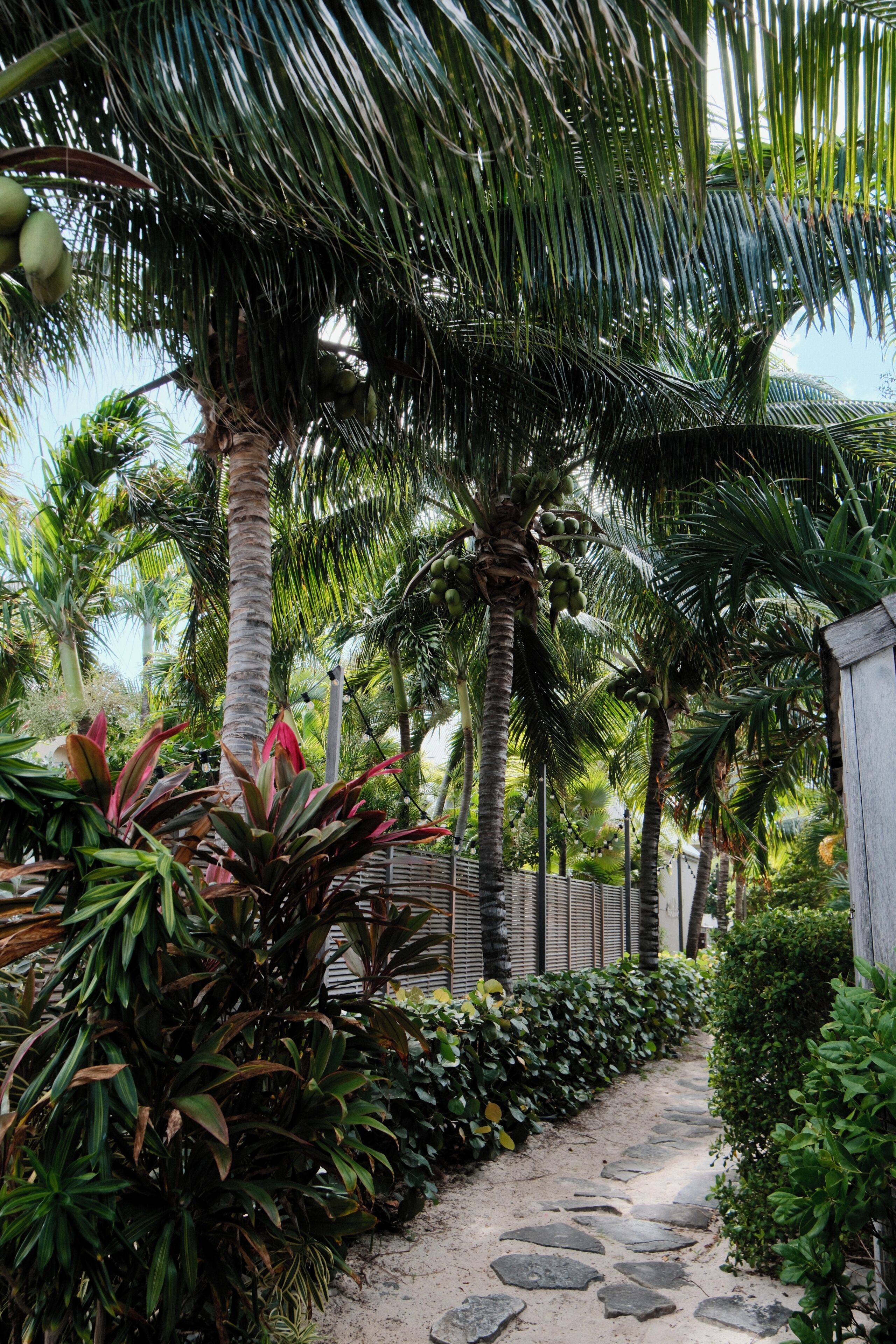 Un sendero en un jardín tropical con palmeras y diversas plantas.