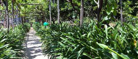 A garden pathway lined with green plants and wooden structures.