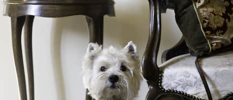 A small white dog sitting on a patterned floor, a vase with flowers, and a dark wooden chair with a cushion.