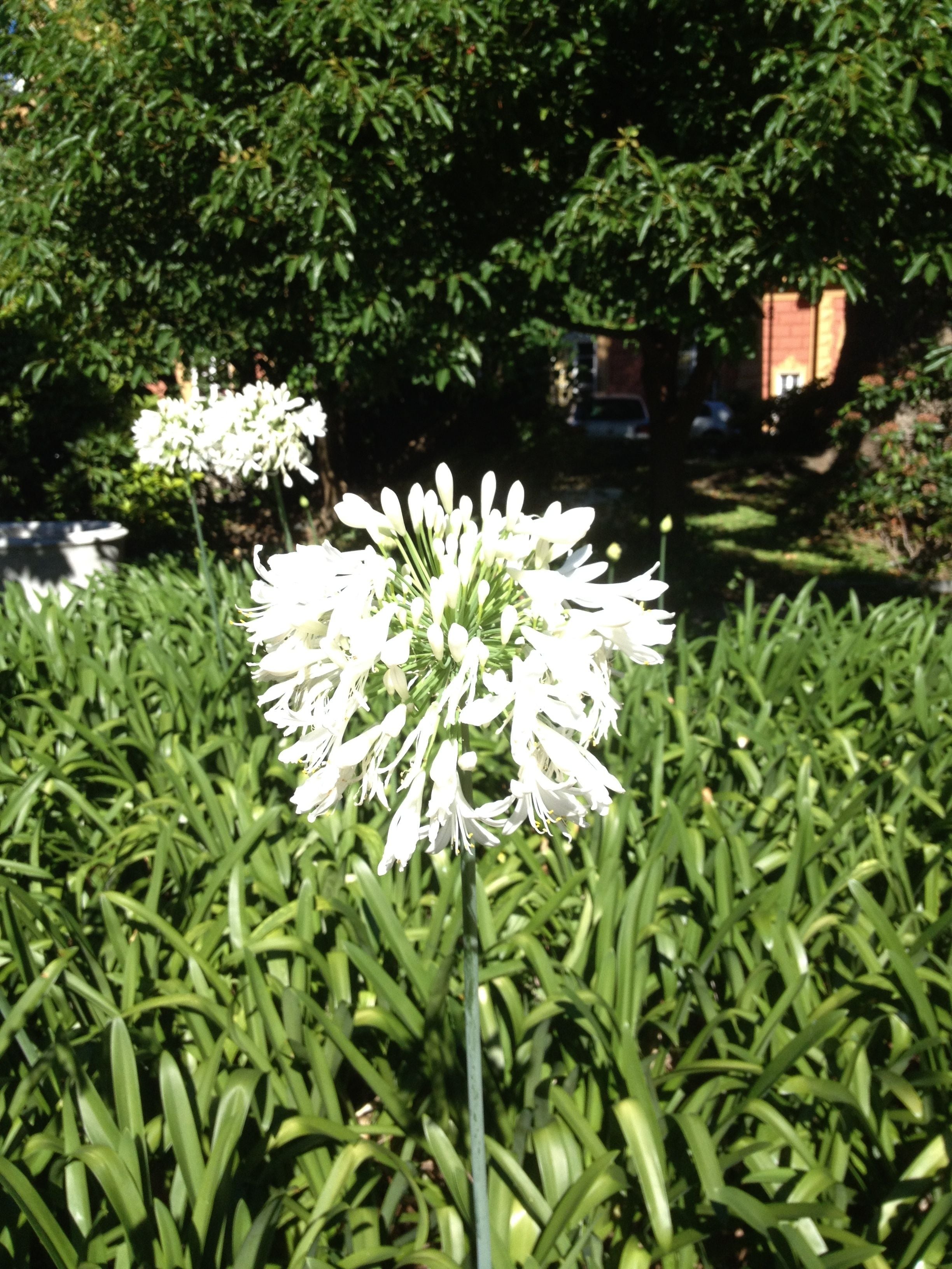 Un jardín con flores blancas y follaje verde.