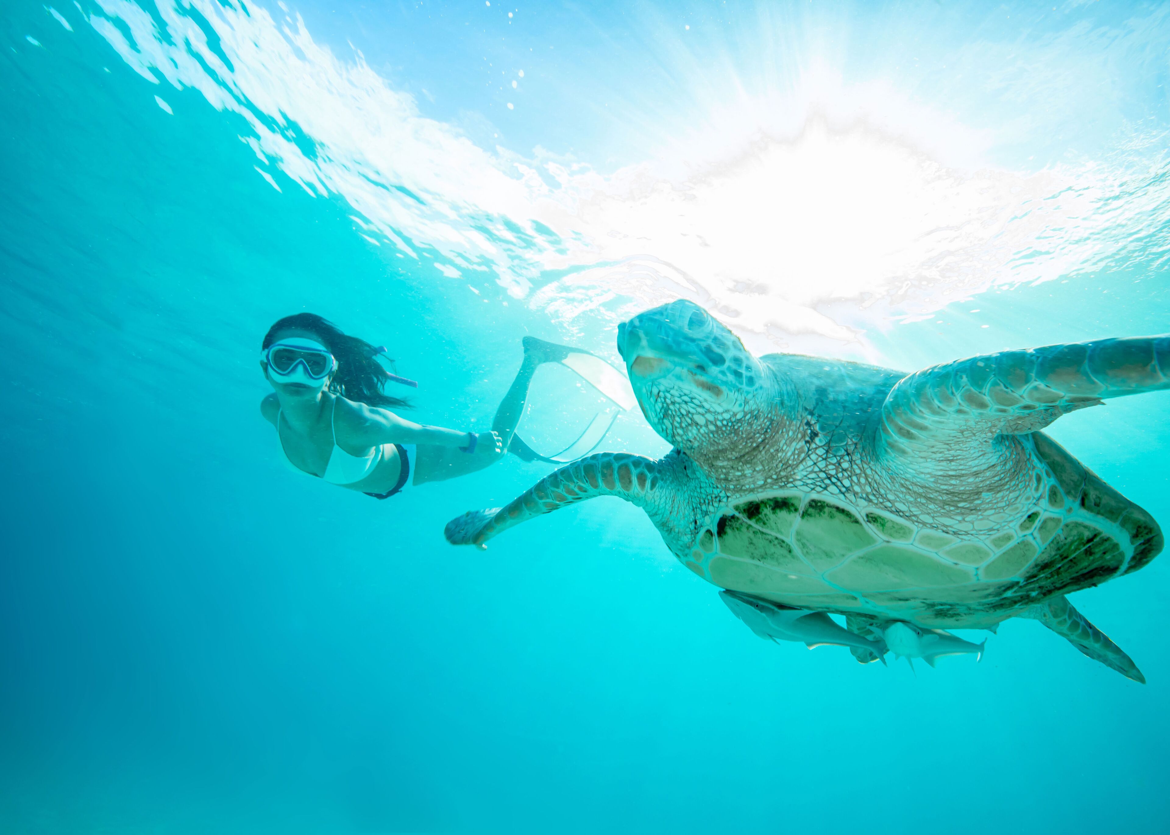 A diver swimming with a sea turtle in clear blue water.