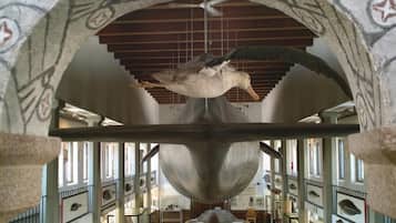 Interior de un museo con una gran exhibición central que muestra un ave y una rueda de barco.