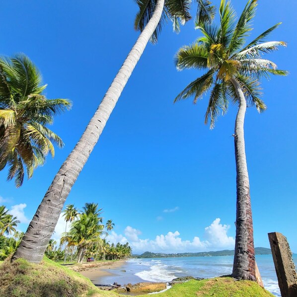 Property grounds - Parador Palmas de Lucía (Yabucoa)