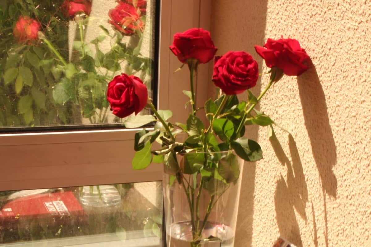 Executive Double or Twin Room | Room amenity