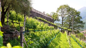 A vineyard with rows of grapevines supported by wooden stakes and wire, set against a backdrop of stone walls and a mountainous landscape. - Tailormade Hotel AL GIARDINETTO Biasca (Biasca)