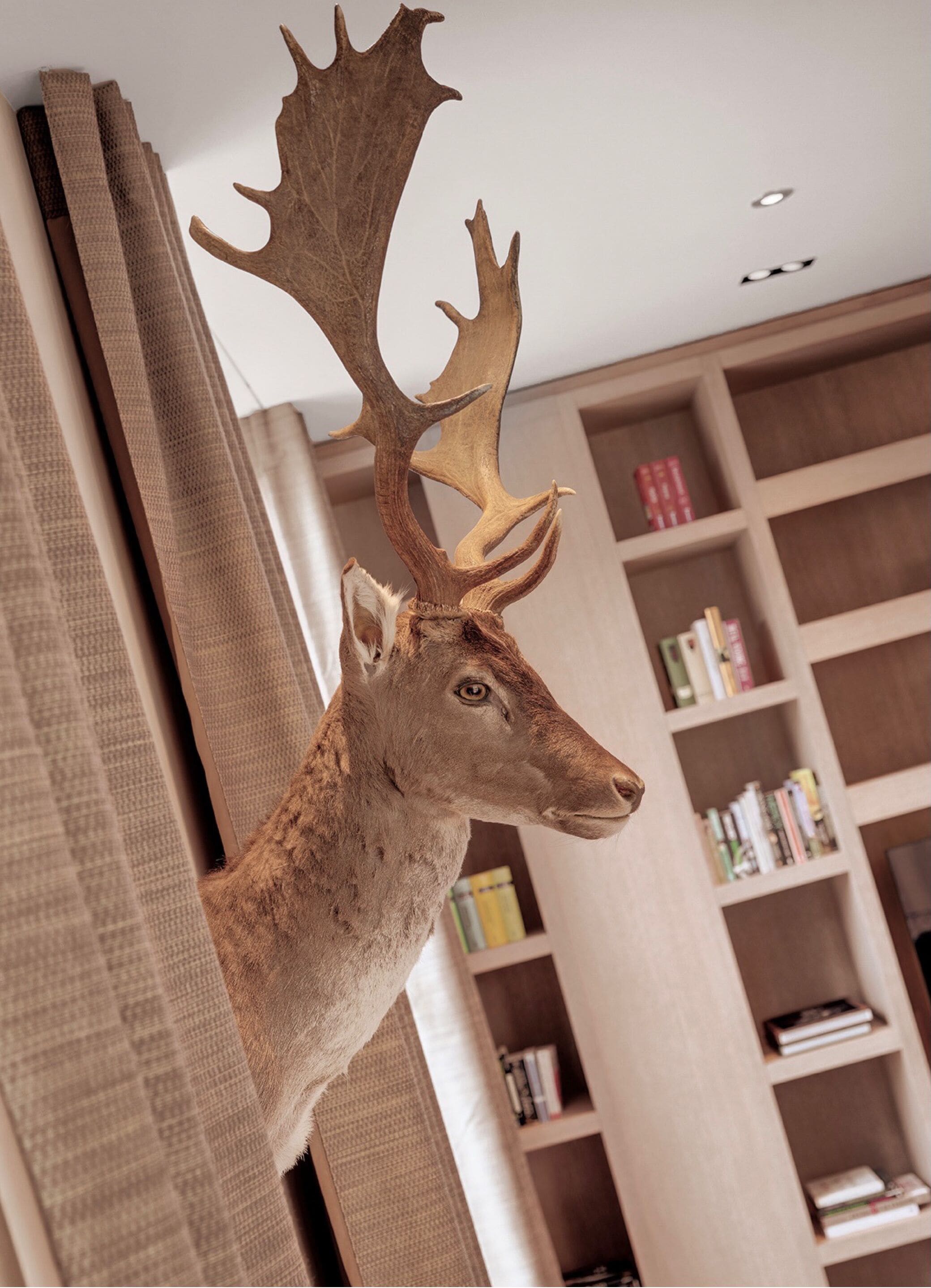 Une pièce avec une tête de cerf empaillée accrochée au mur, une bibliothèque et une fenêtre avec des rideaux.