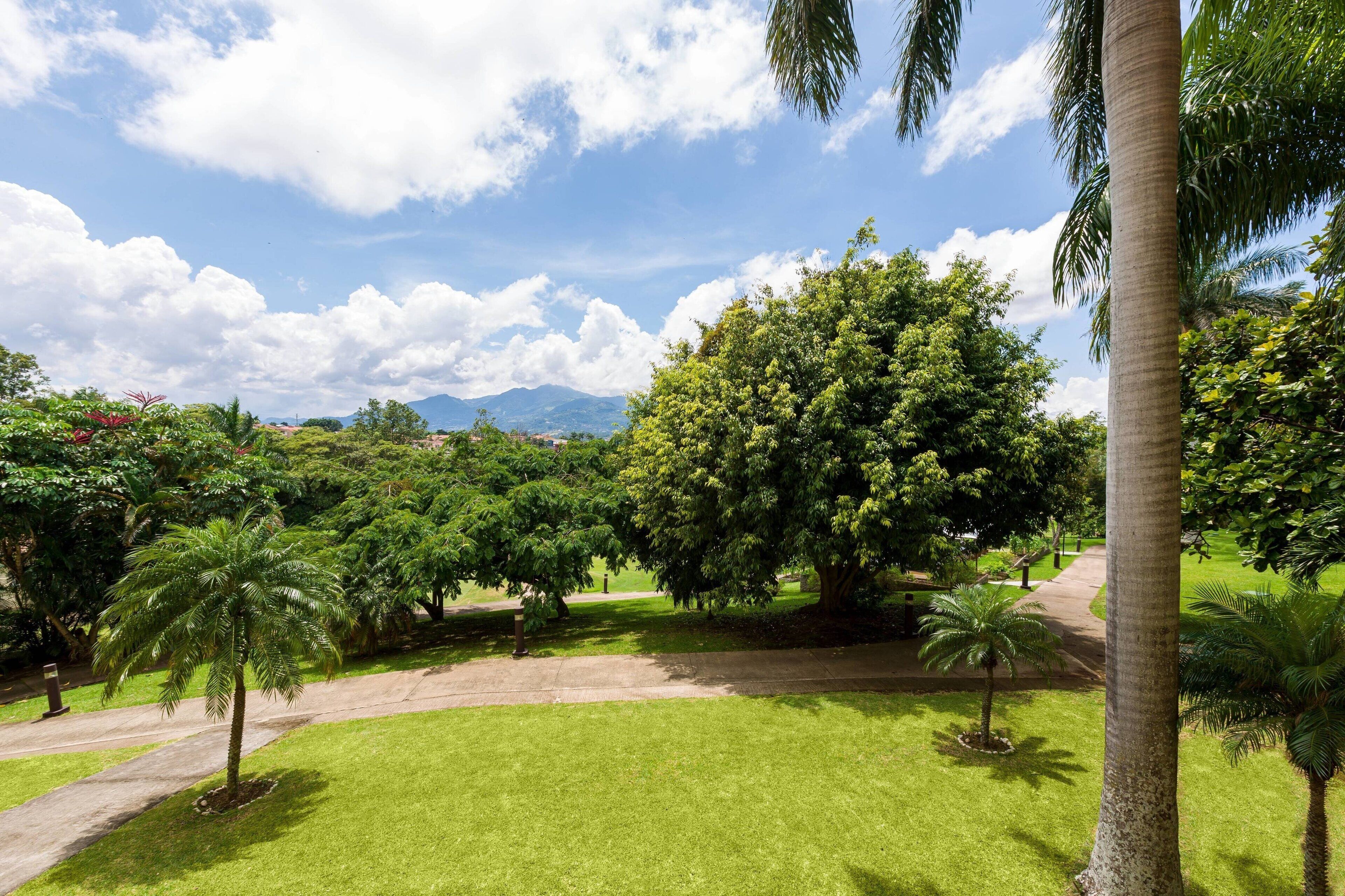 A lush garden with palm trees and a pathway.