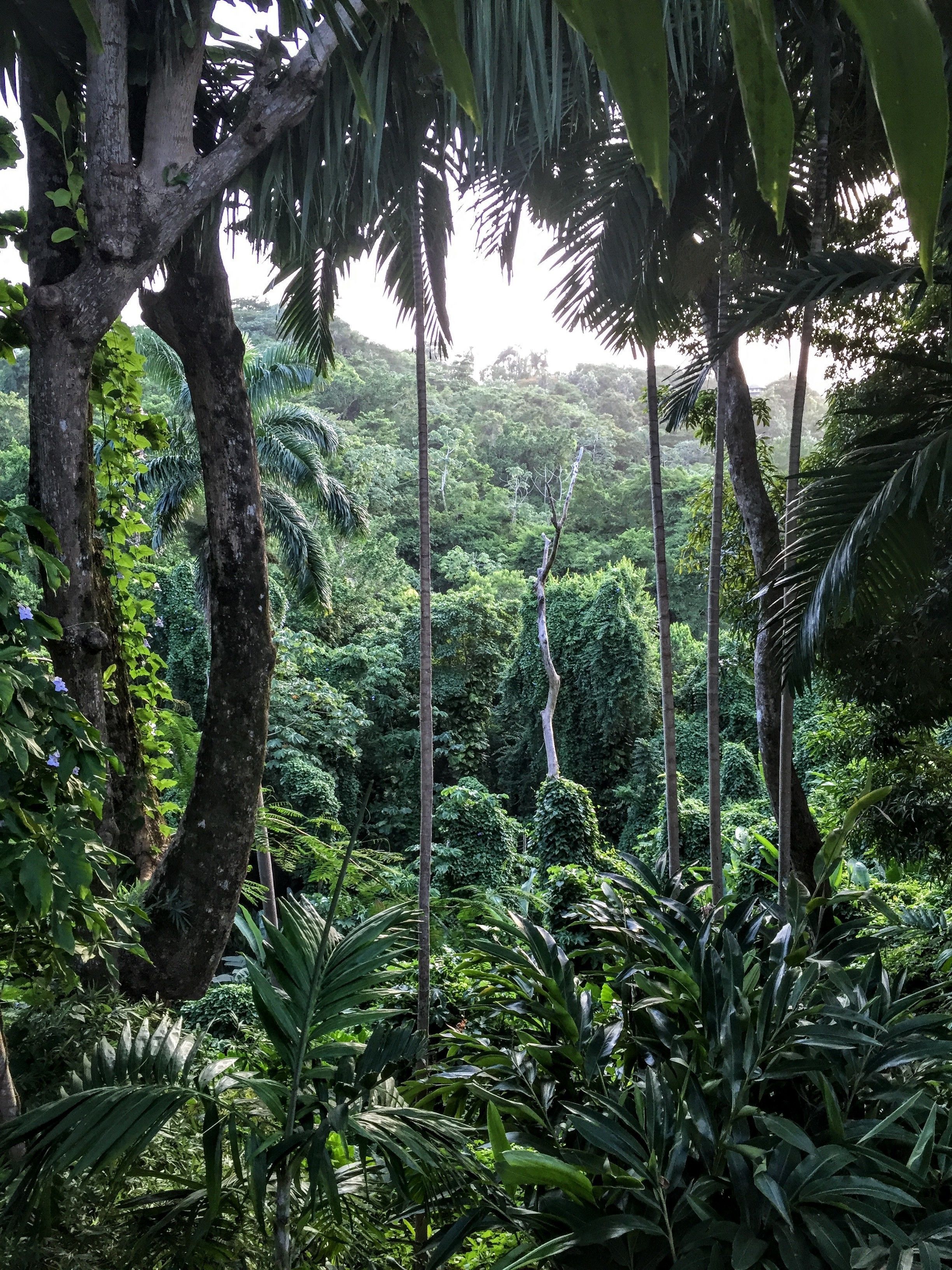 A dense tropical forest with tall trees and thick undergrowth.