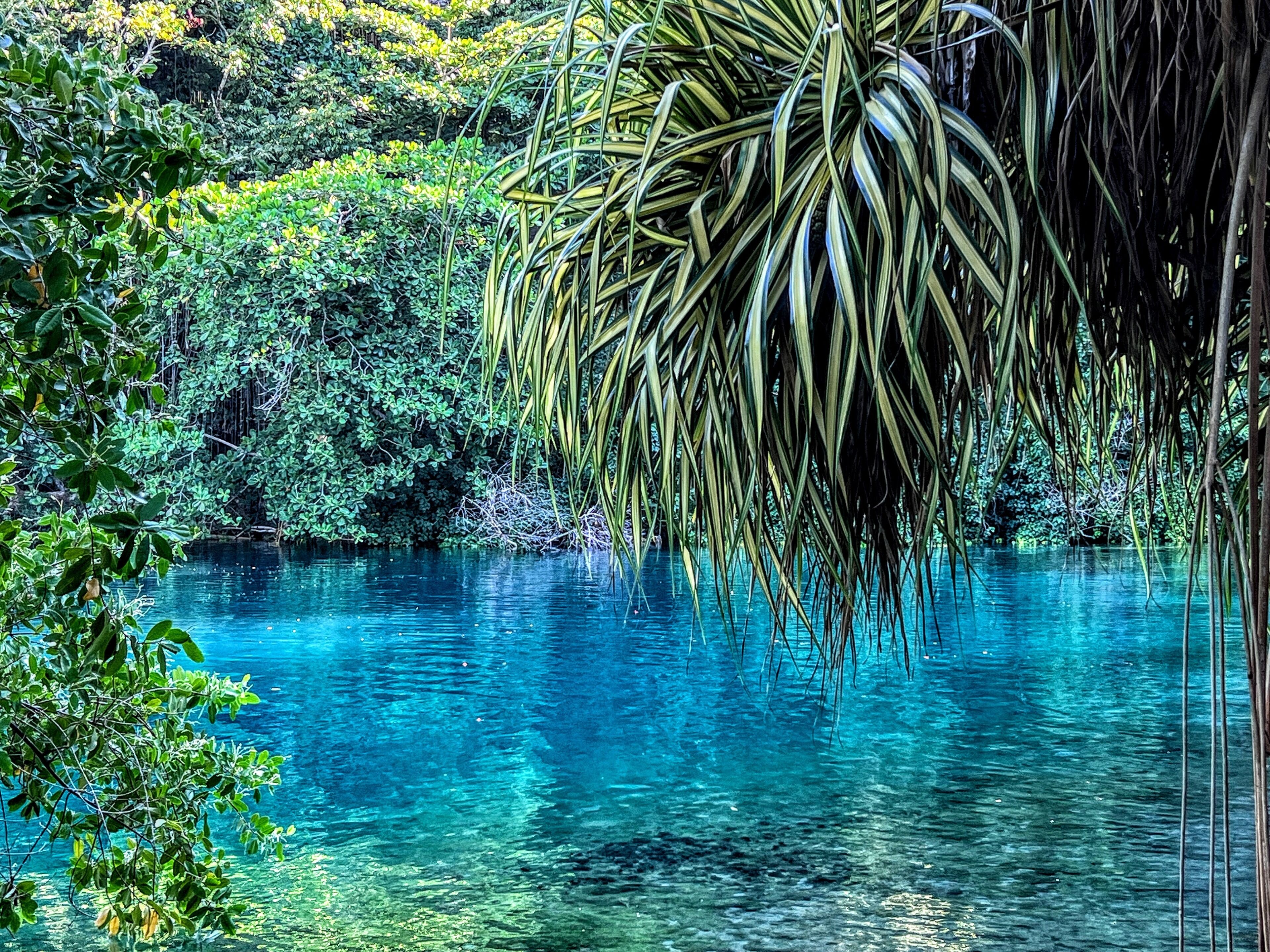 A tropical setting with a clear blue pool surrounded by lush greenery and hanging plants.