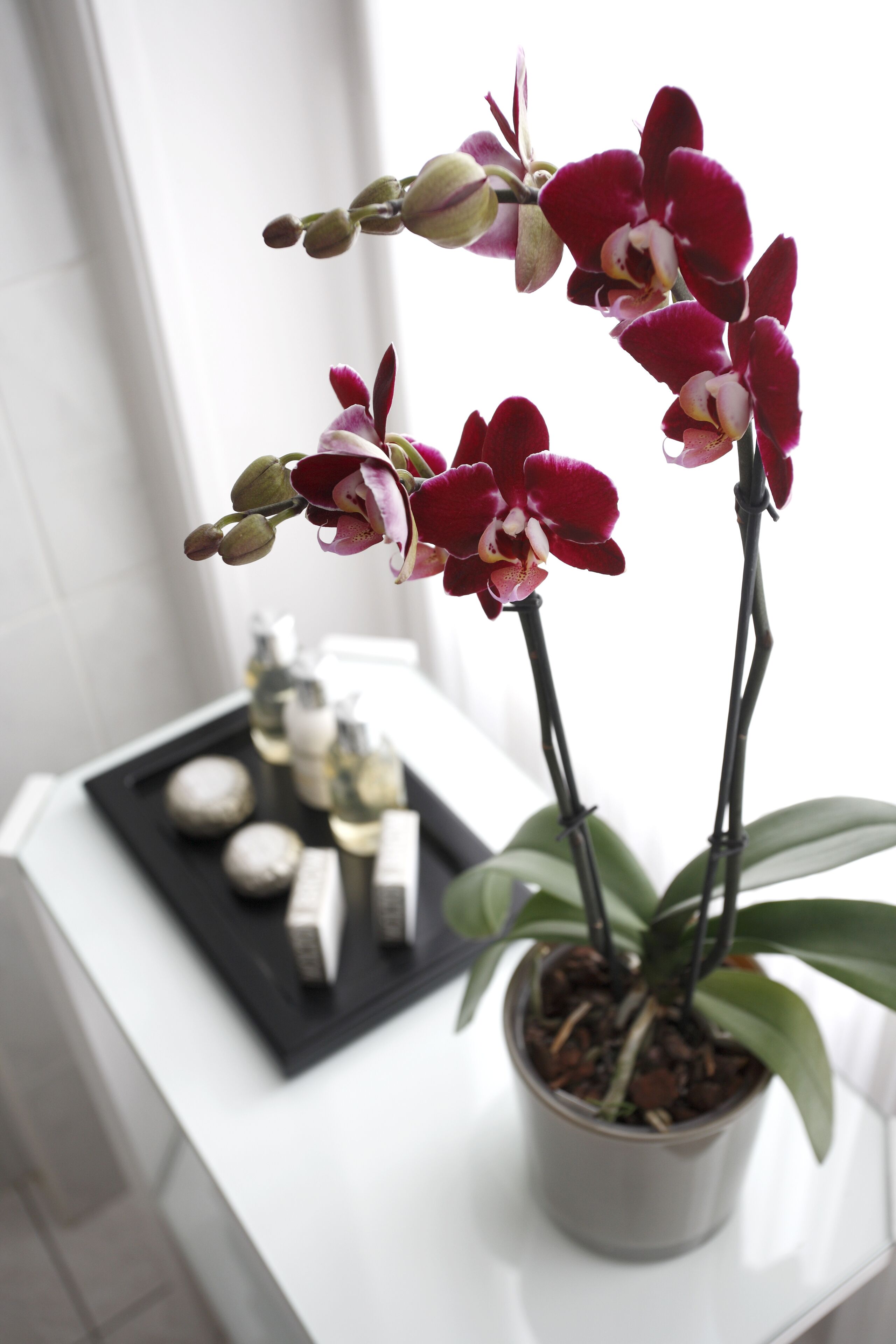 Una orquídea en maceta sobre una mesa blanca con una bandeja de objetos pequeños.