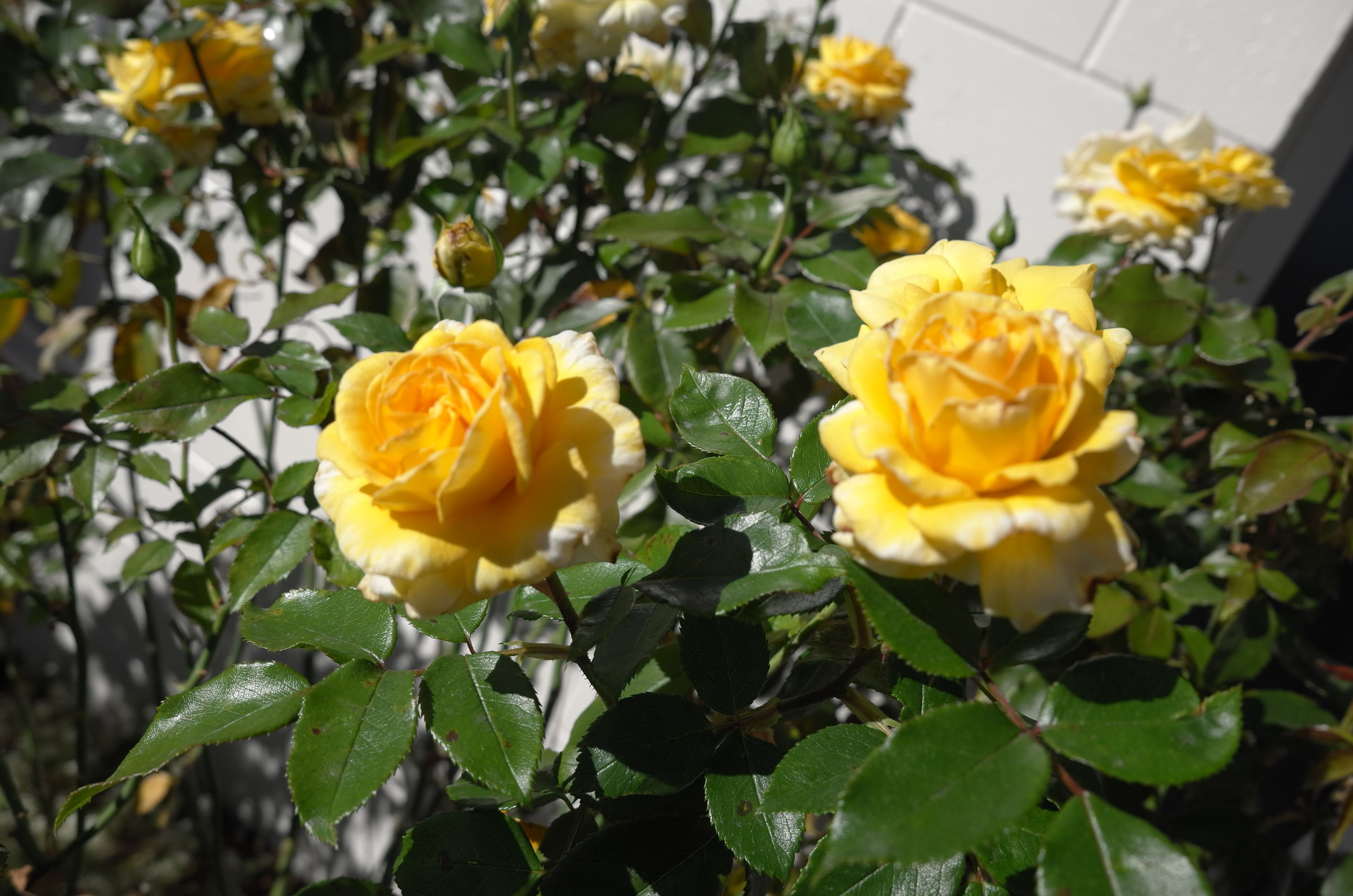 Photo - Diplomat Motel