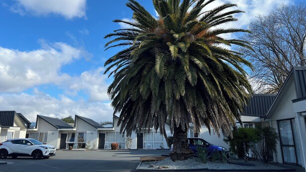 A modern building with a parking lot, a white car, and a large palm tree. - Diplomat Motel (Christchurch)