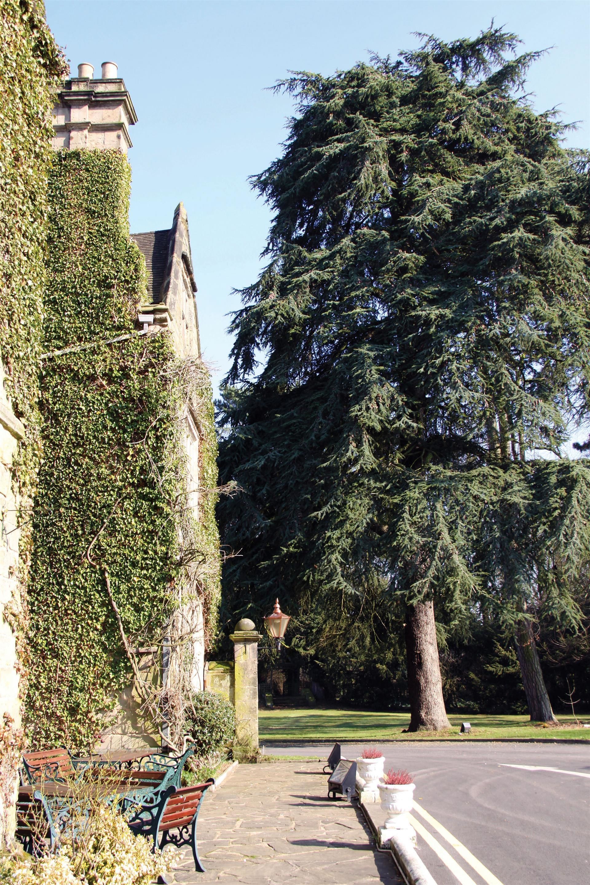 Un edificio de piedra con muros cubiertos de hiedra, un árbol grande y mesas al aire libre.