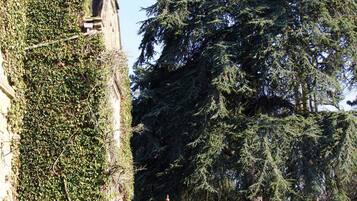 Un edificio de piedra con muros cubiertos de hiedra, un árbol grande y mesas al aire libre.
