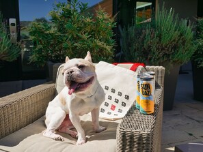 Pet-friendly