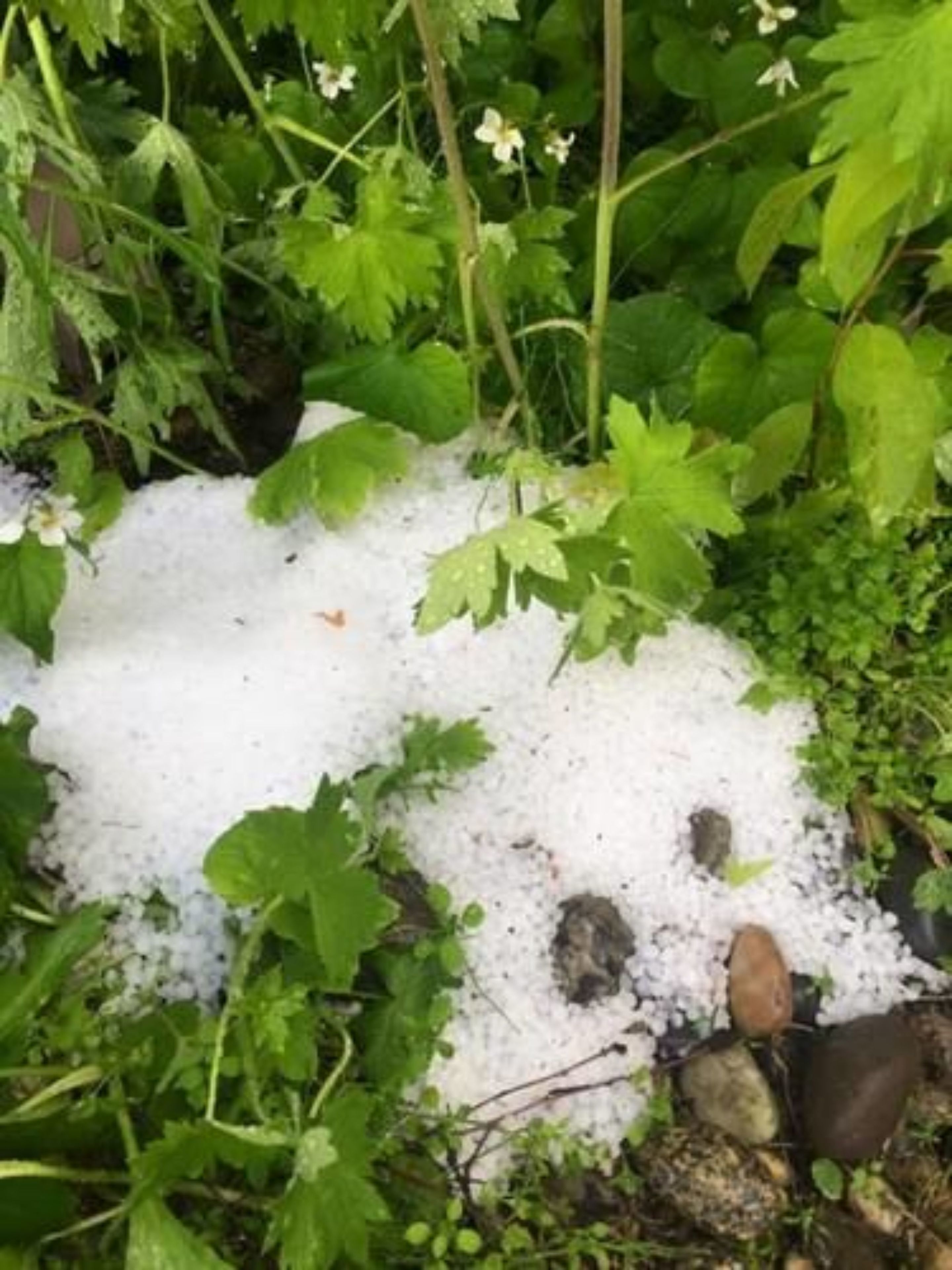 A garden with green foliage and a pile of white gravel.