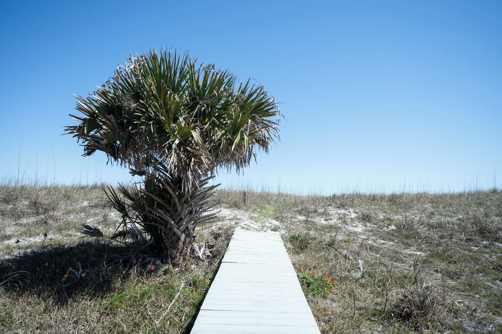 A pathway leading to a palm tree in a grassy area.