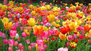 A field of tulips in various colors.