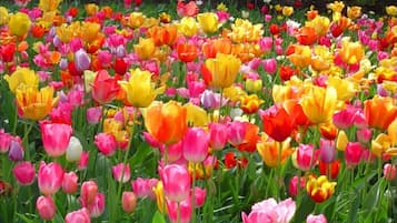 Ein Feld voller Tulpen in verschiedenen Farben.
