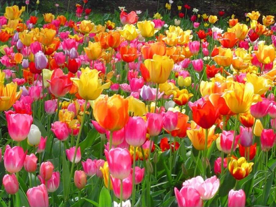 Un campo de tulipanes de varios colores.