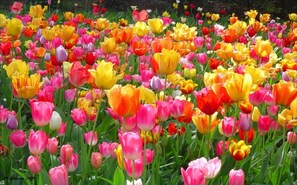 A field of tulips in various colors.