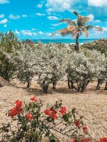 Viñedo con hileras de vides y una palmera al fondo.