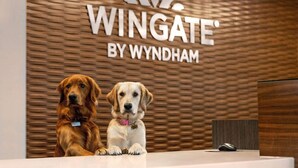 Dos perros sentados frente a una recepción con pared de madera texturizada y un letrero que dice "Wingate by Wyndham".