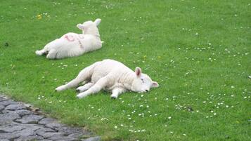 Zwei weiße Lämmer liegen auf einer grünen Wiese.