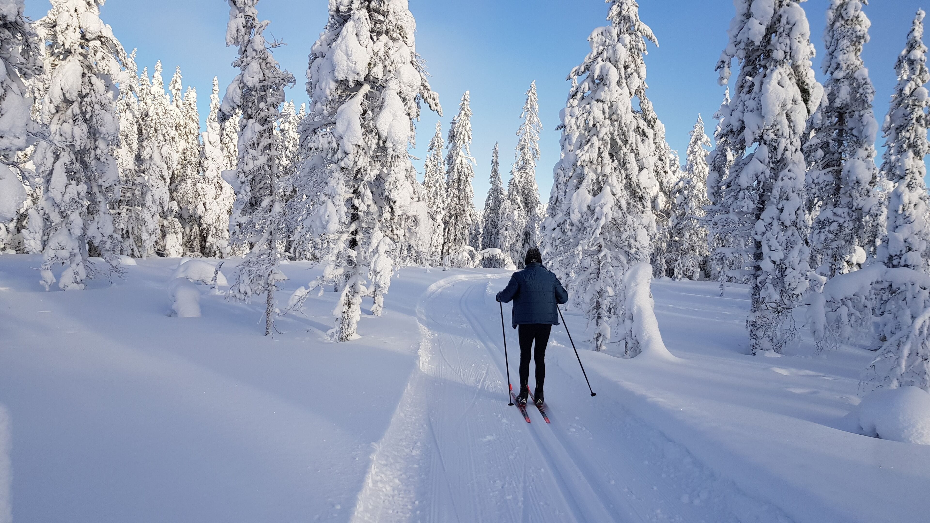 Una persona esquiando en un sendero cubierto de nieve, rodeada de árboles cargados de nieve.