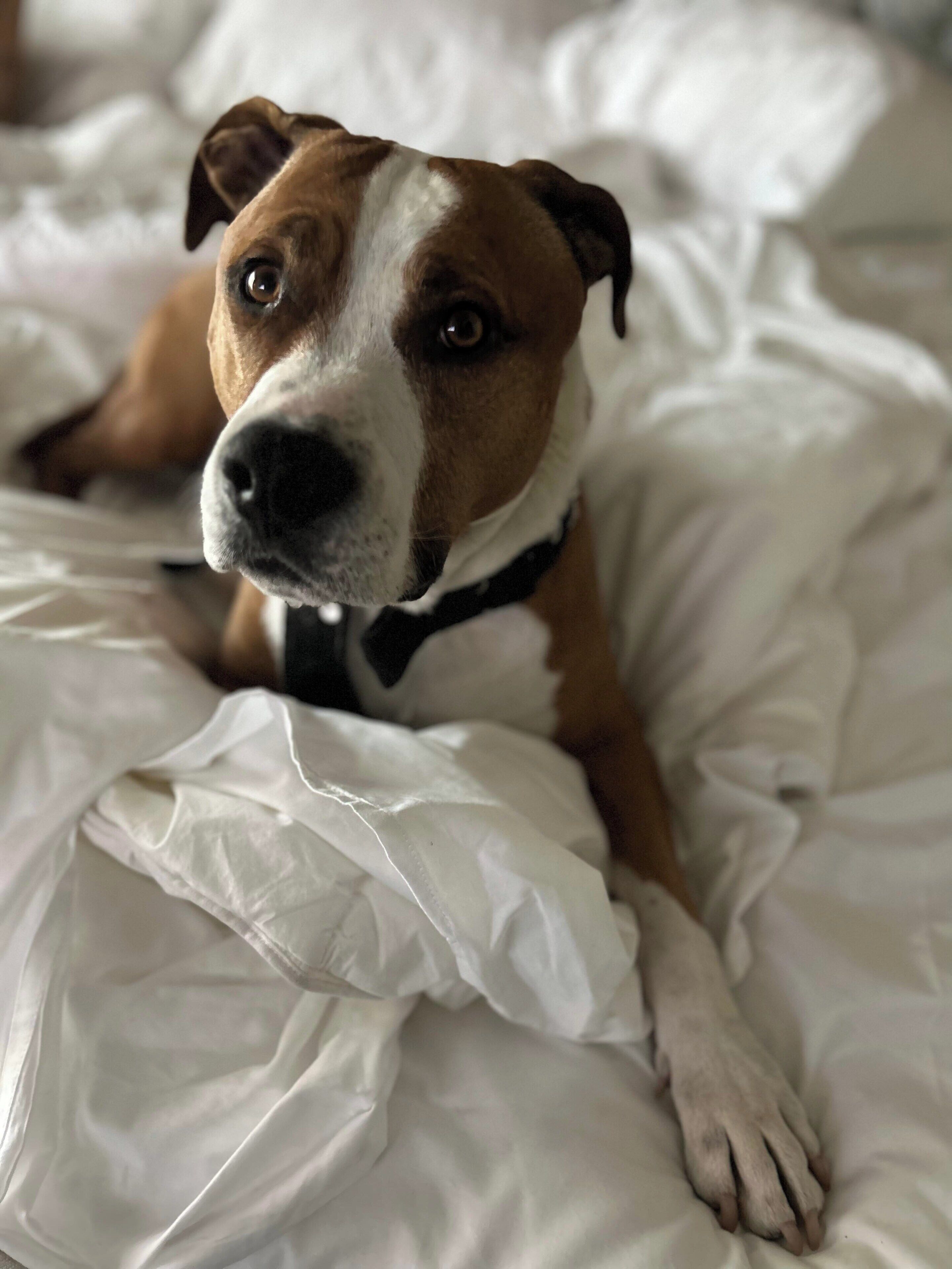 Un perro acostado sobre una cama con sábanas blancas.