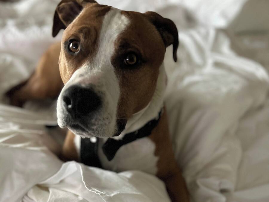 Un perro acostado sobre una cama con sábanas blancas.