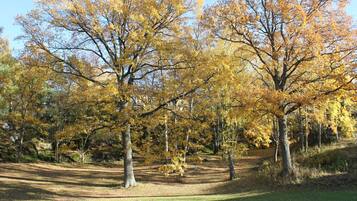 Ein Park mit Herbstbäumen und einer Rasenfläche.