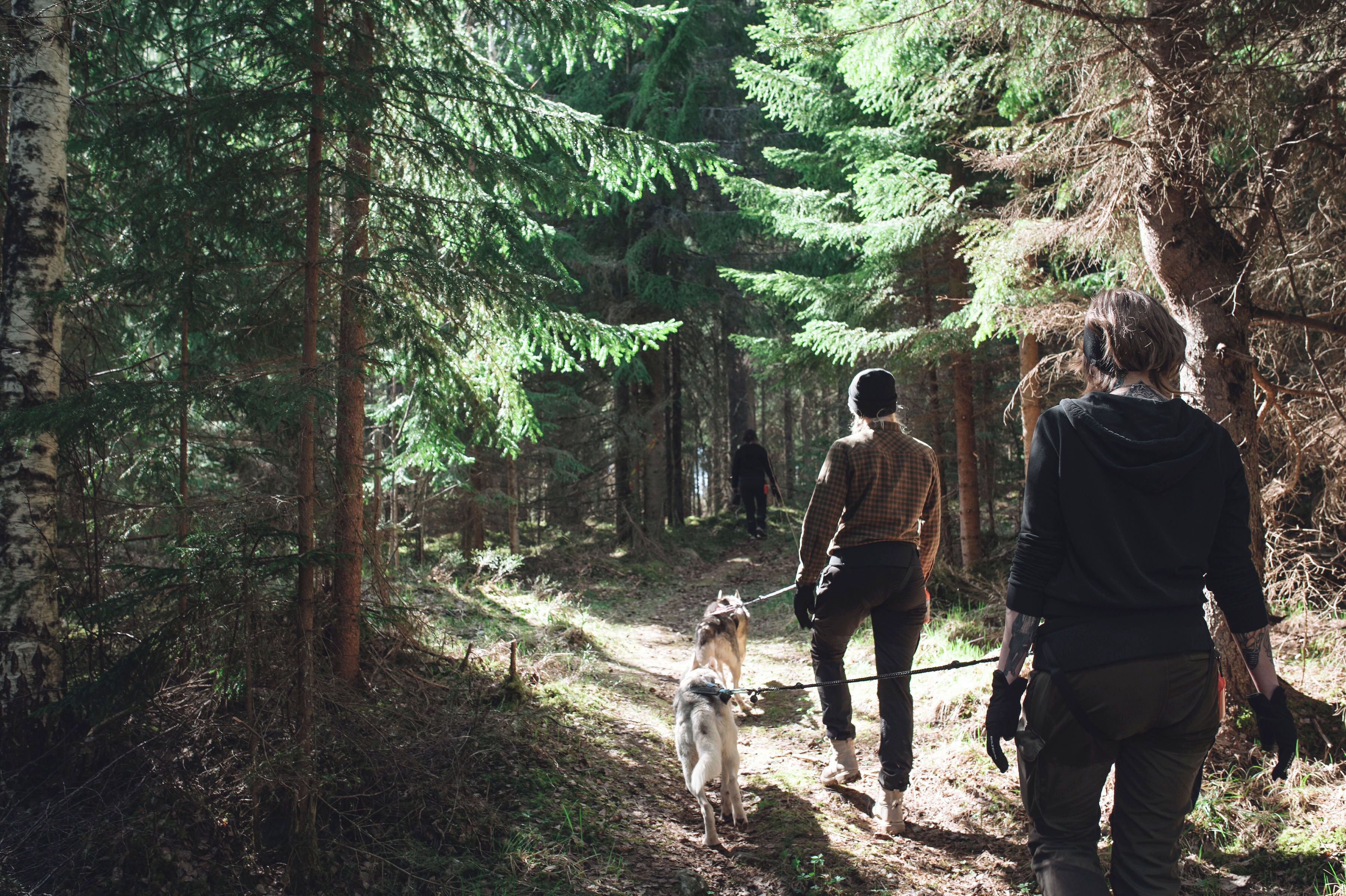 Un sentier forestier avec des personnes et un chien.