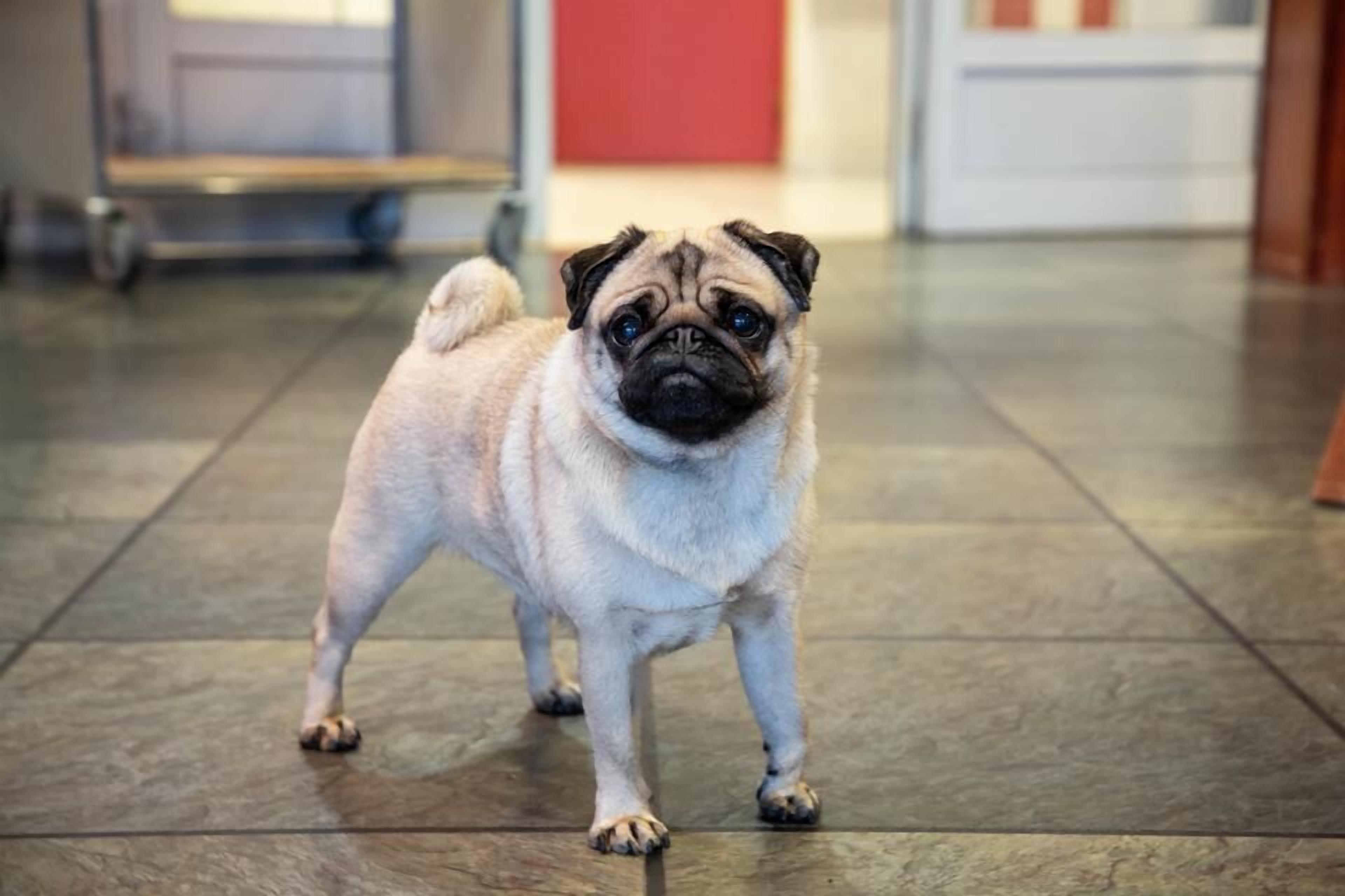 A pug standing on a tiled floor in an indoor setting.