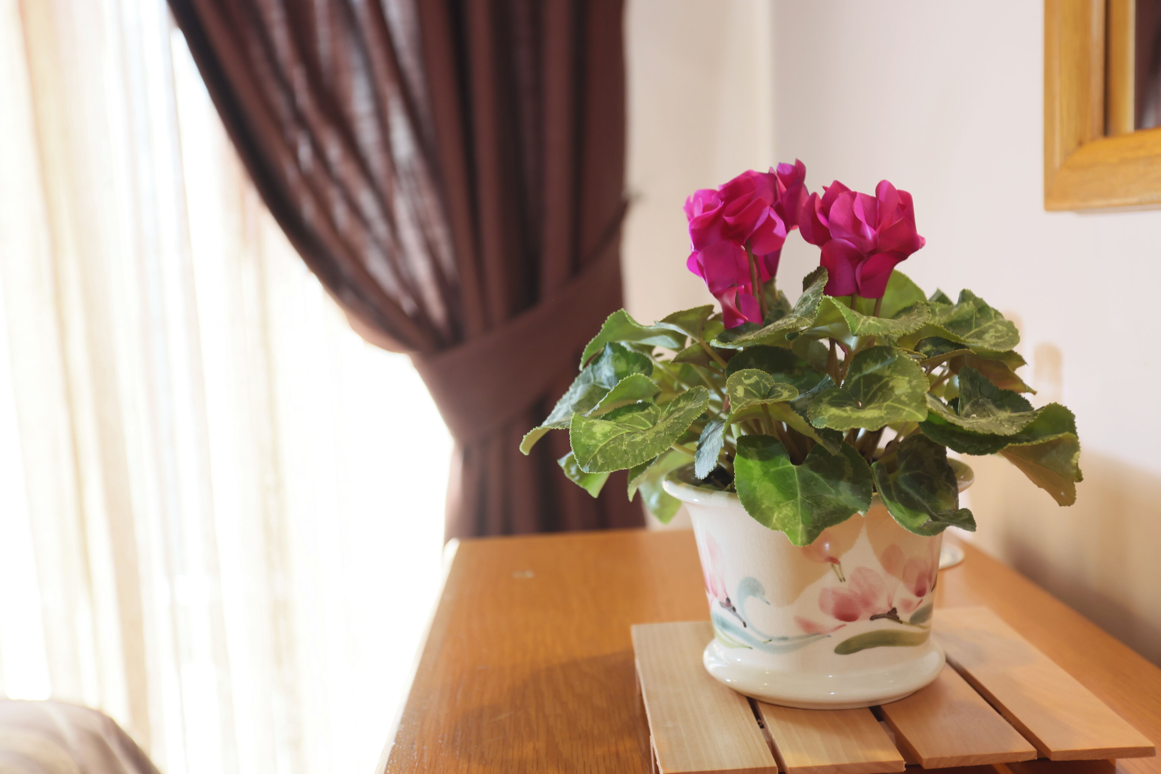 A potted plant with flowers on a wooden table.