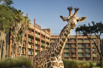 Disney's Animal Kingdom Lodge