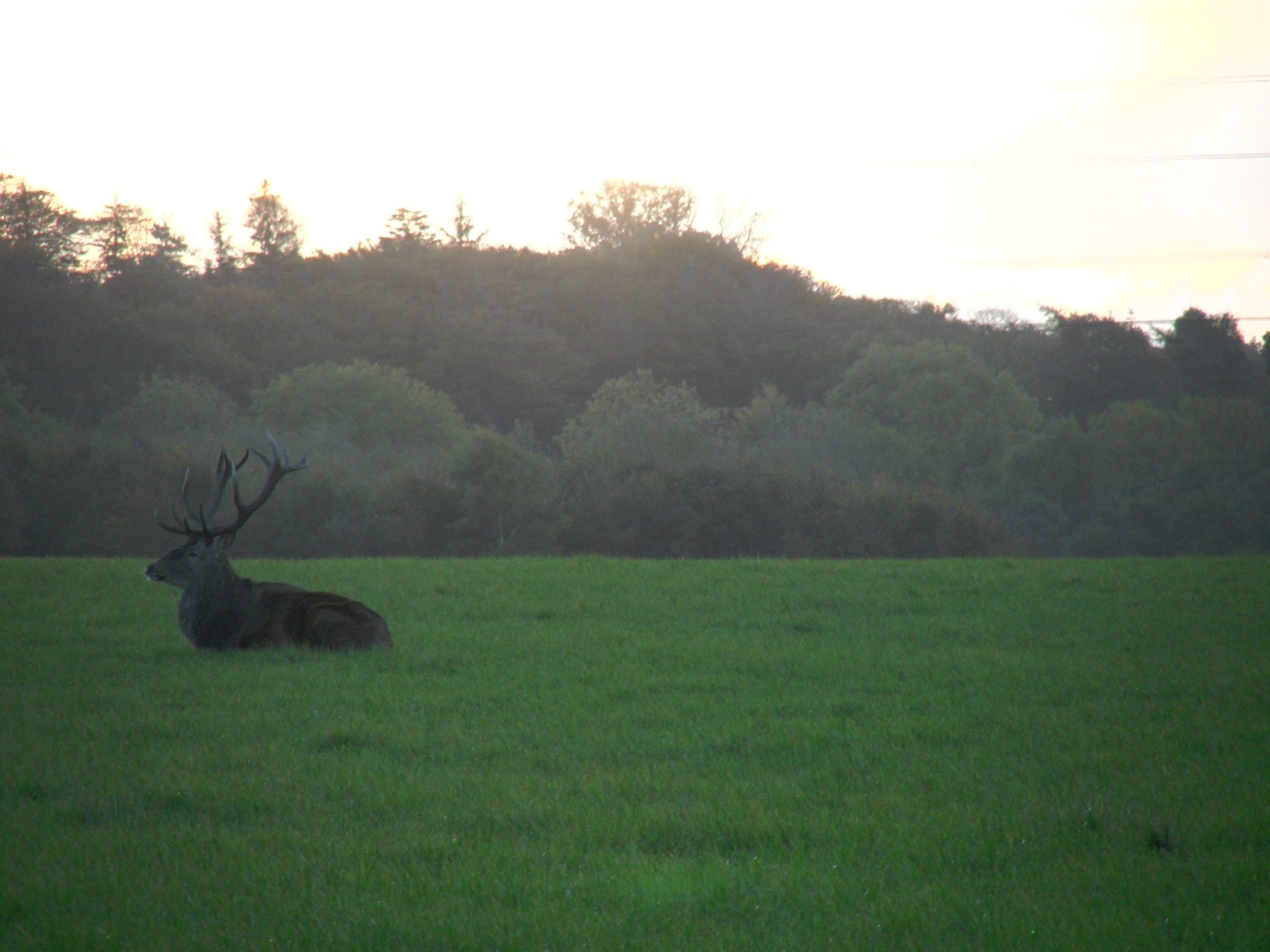 A stag in a grassy field with trees in the background.